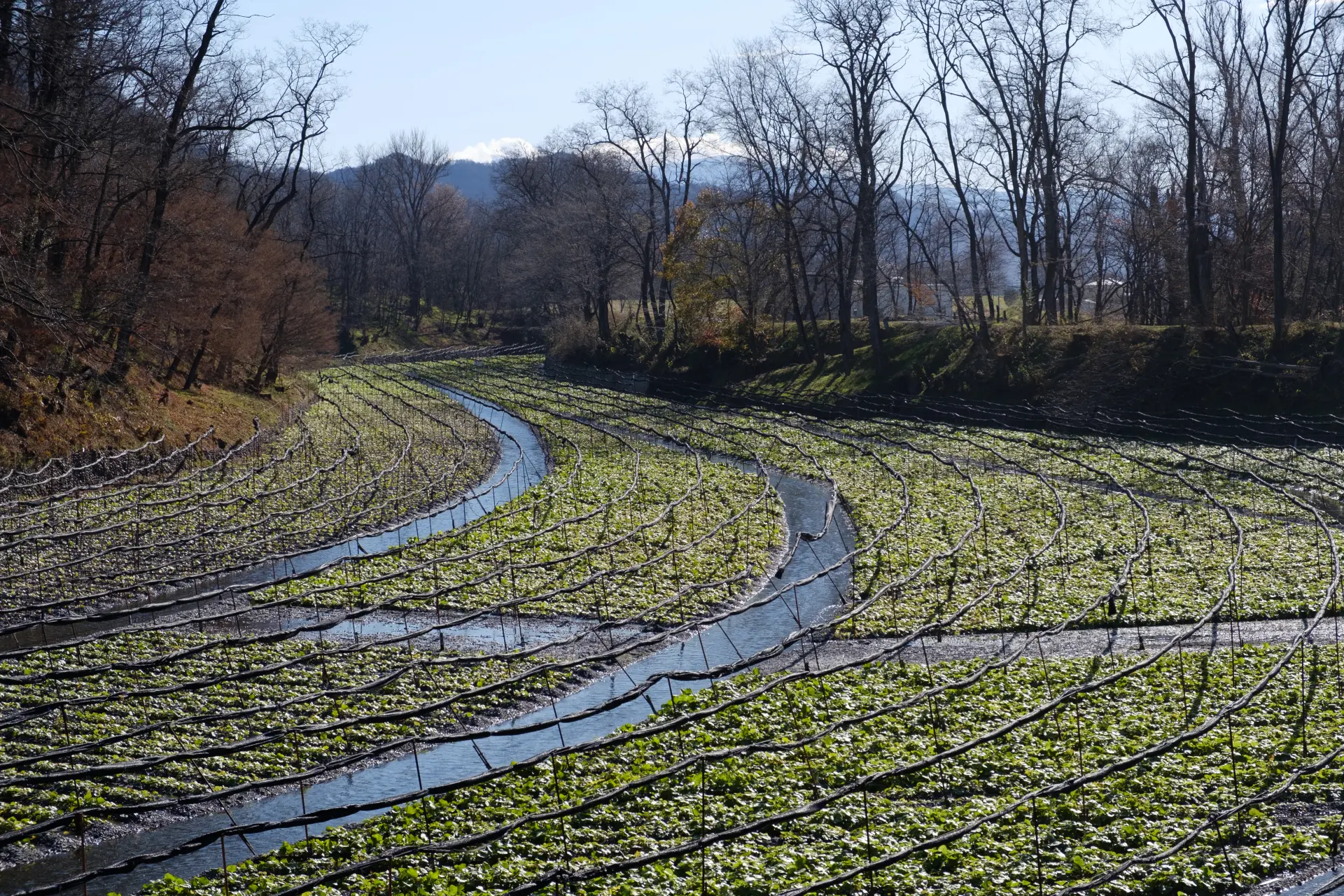 Seasonal Considerations for Harvesting Timber