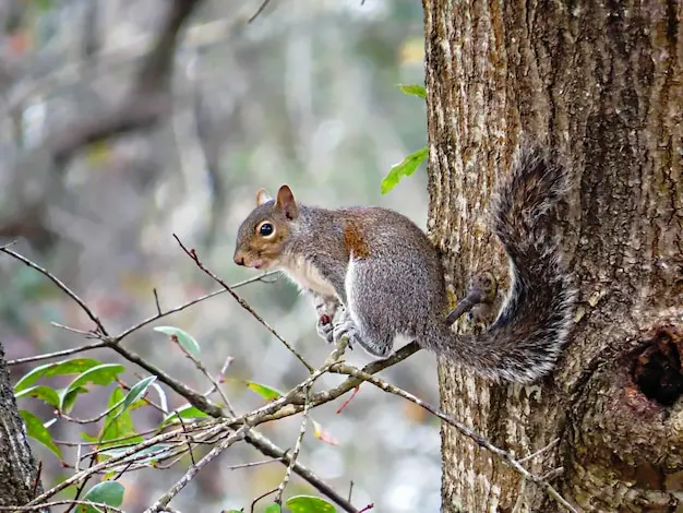 Tree Removal and It's Impact on Wildlife Protection