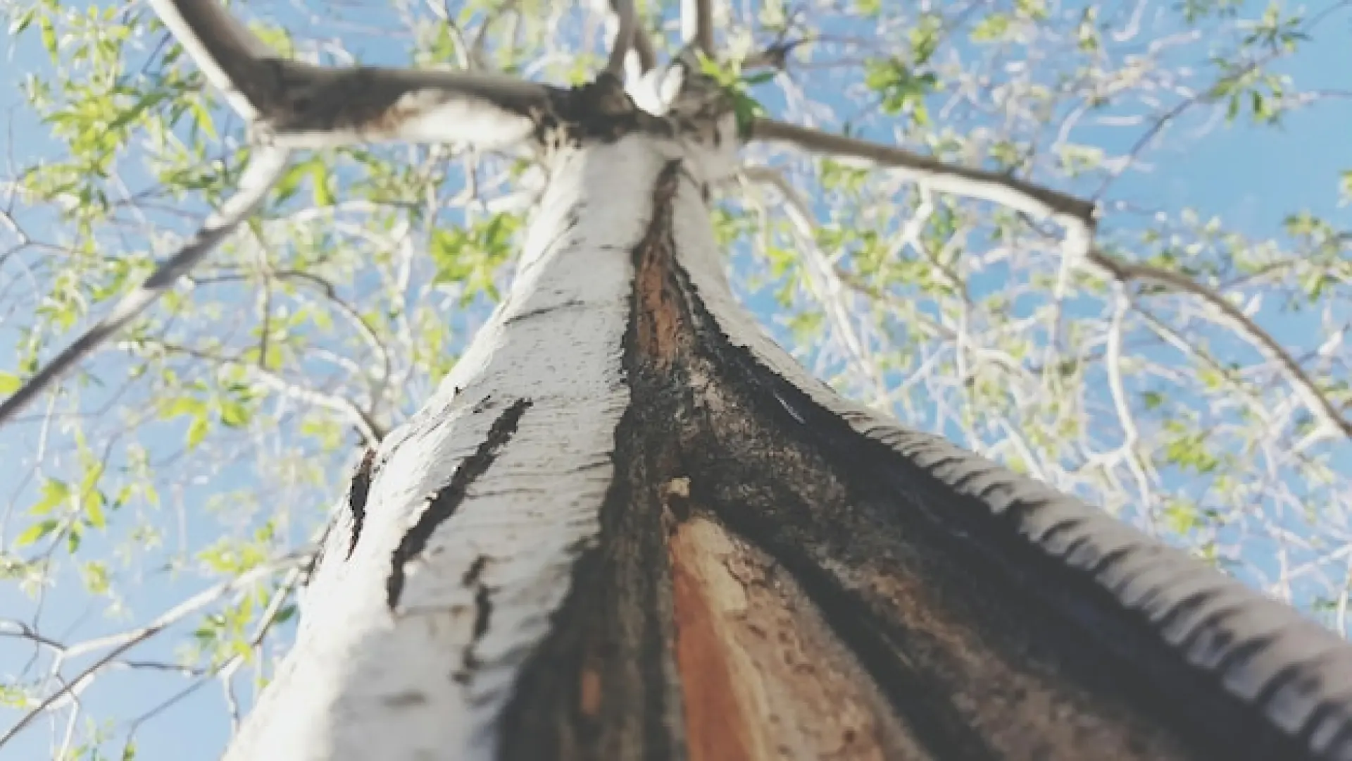 Type of Tree - Factors Affect The Price of Tree Removal 