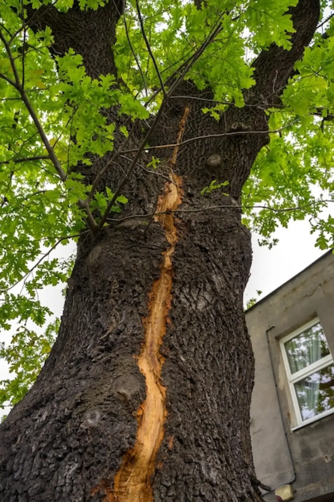 TREES AFTER STORMS AND STRONG WINDS
