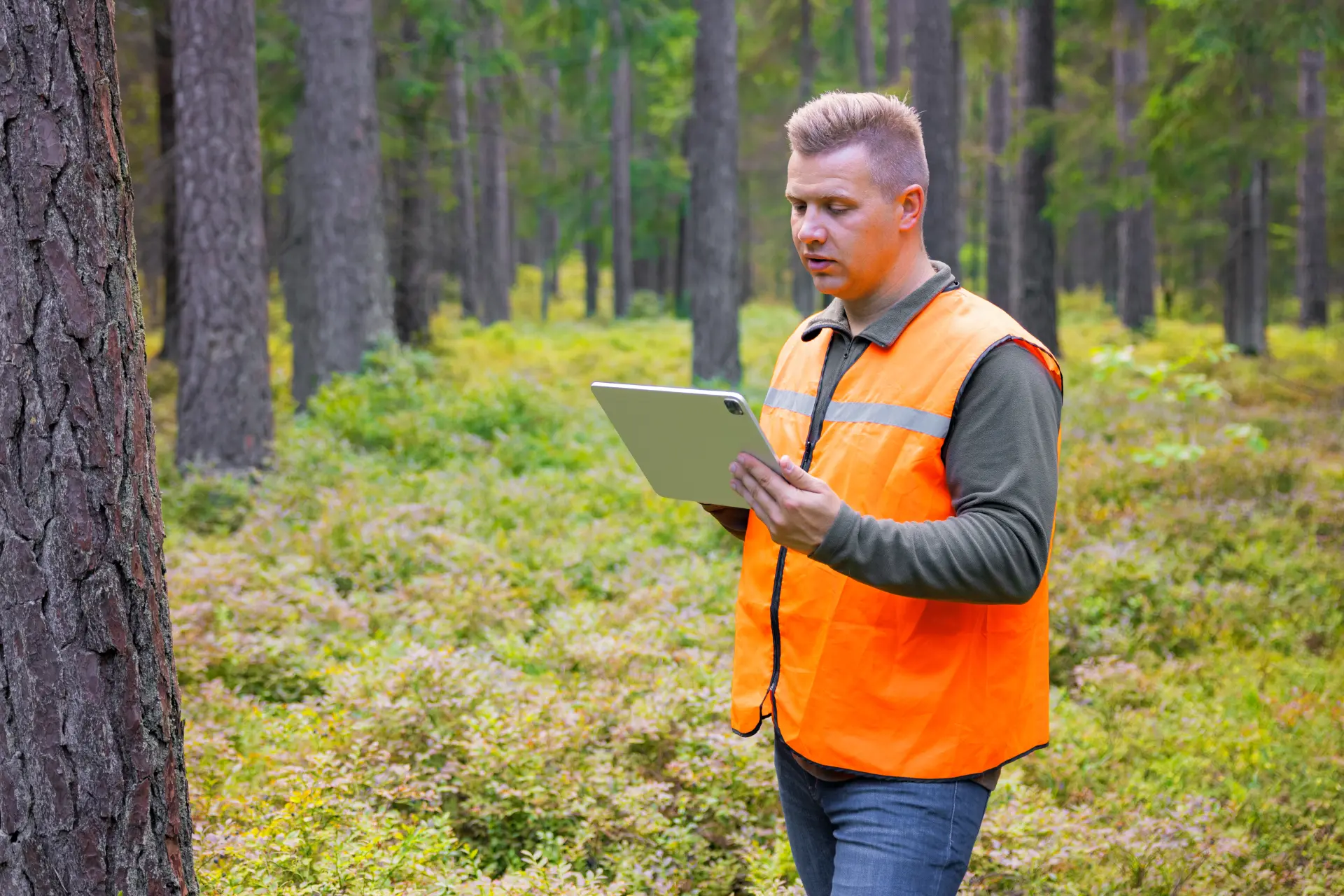 Seasonal Considerations for Harvesting Timber