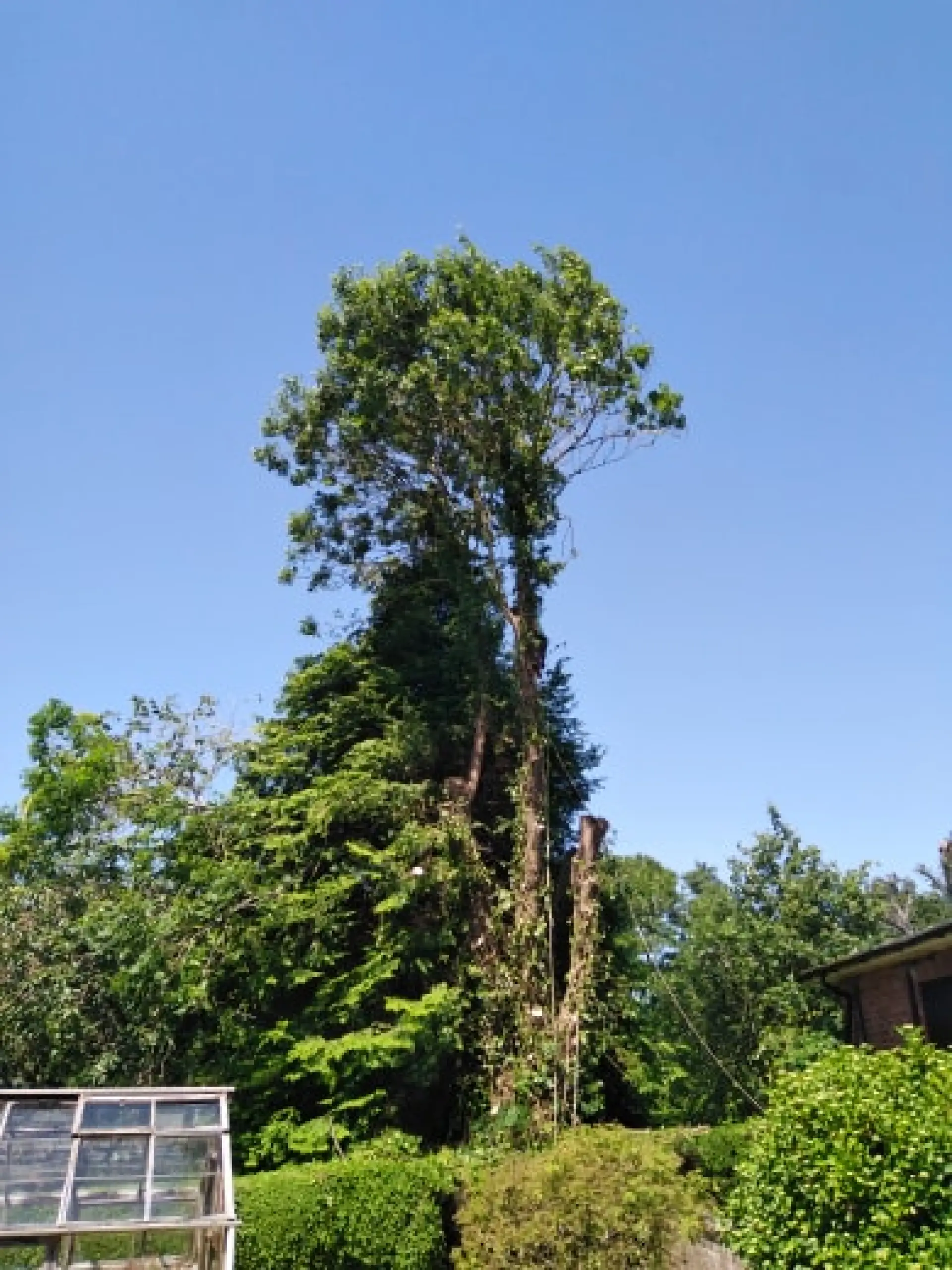 Tree Planting Services Malvern, Ledbury, Worcester