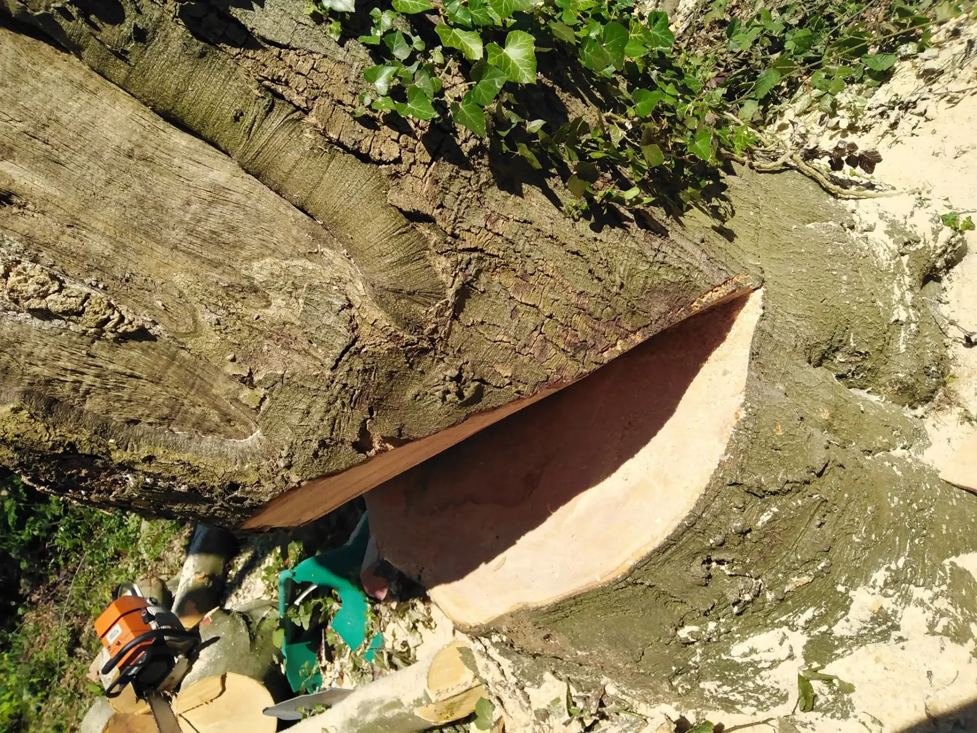 Timber Extraction And Harvesting Malvern, Ledbury, Worcester