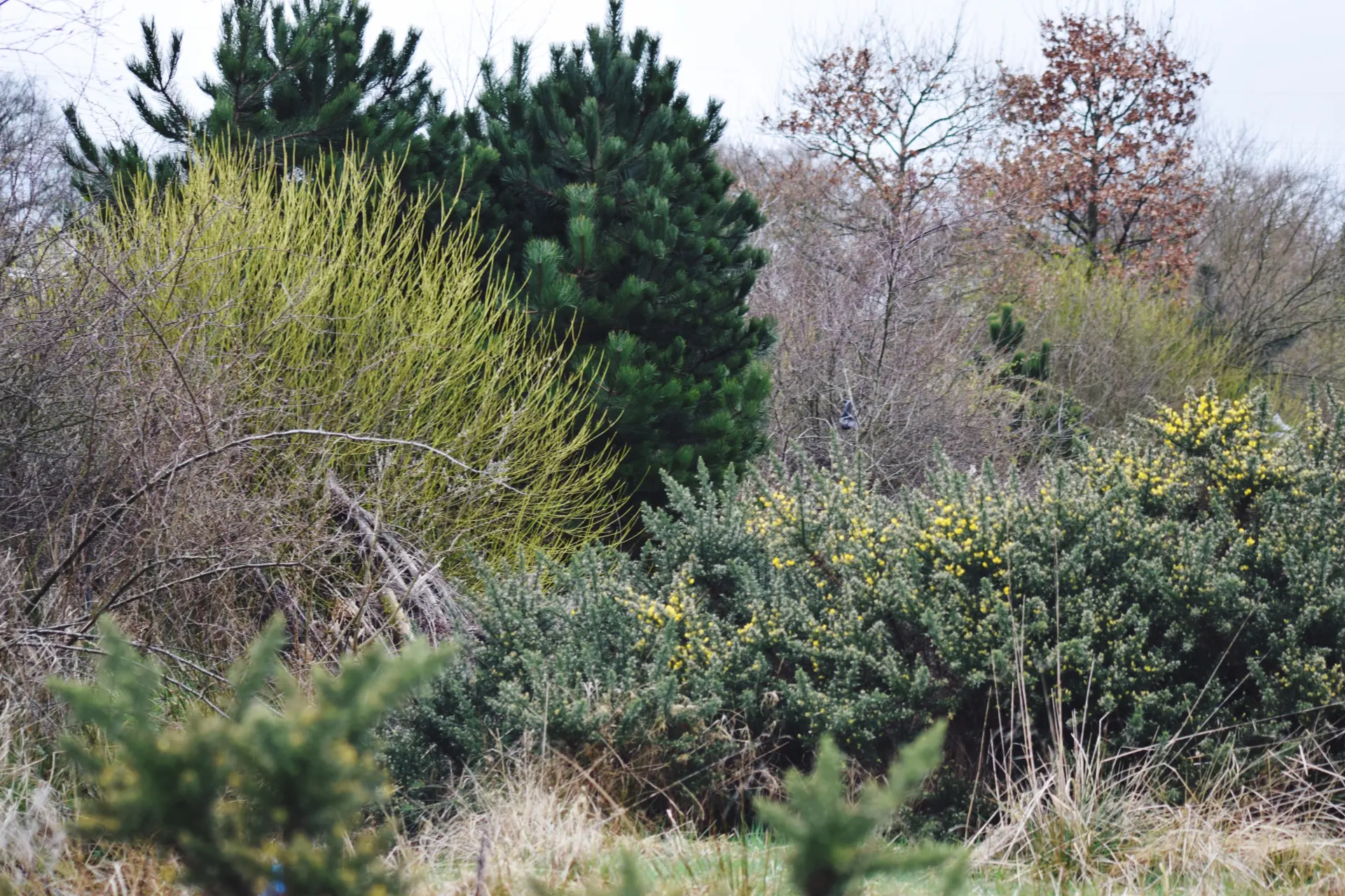 When Is Vegetation Clearance Needed?