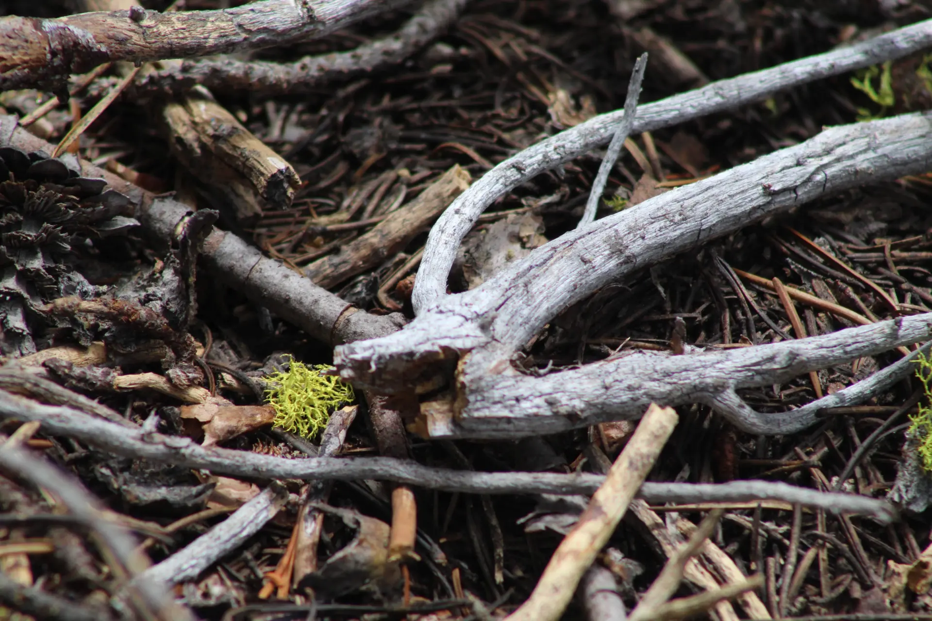 Replacement Tree Planting Malvern, Ledbury, Worcester
