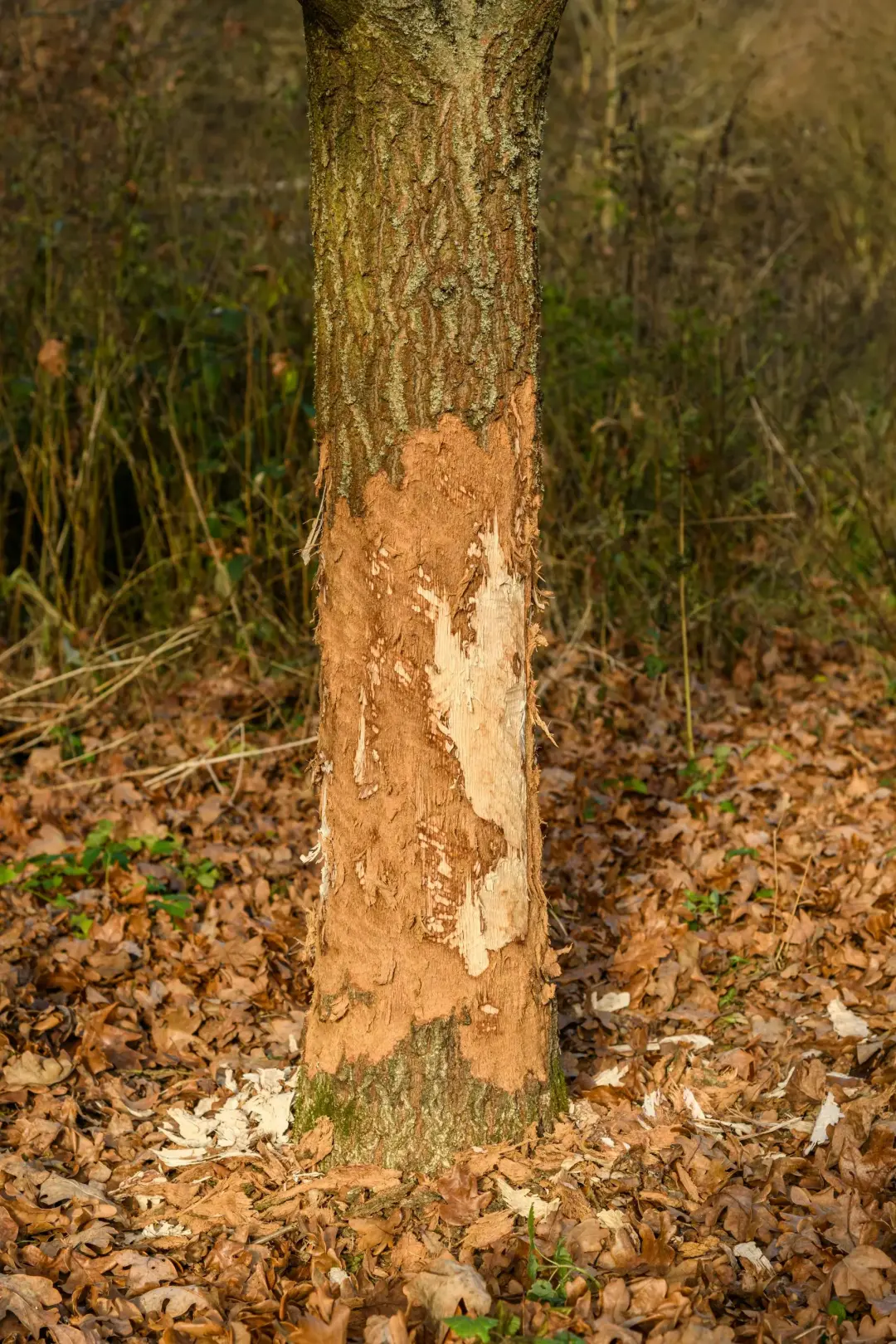 Trees With Storm Damage or Hidden Damage - Emergency Tree Removal After Storm Damage