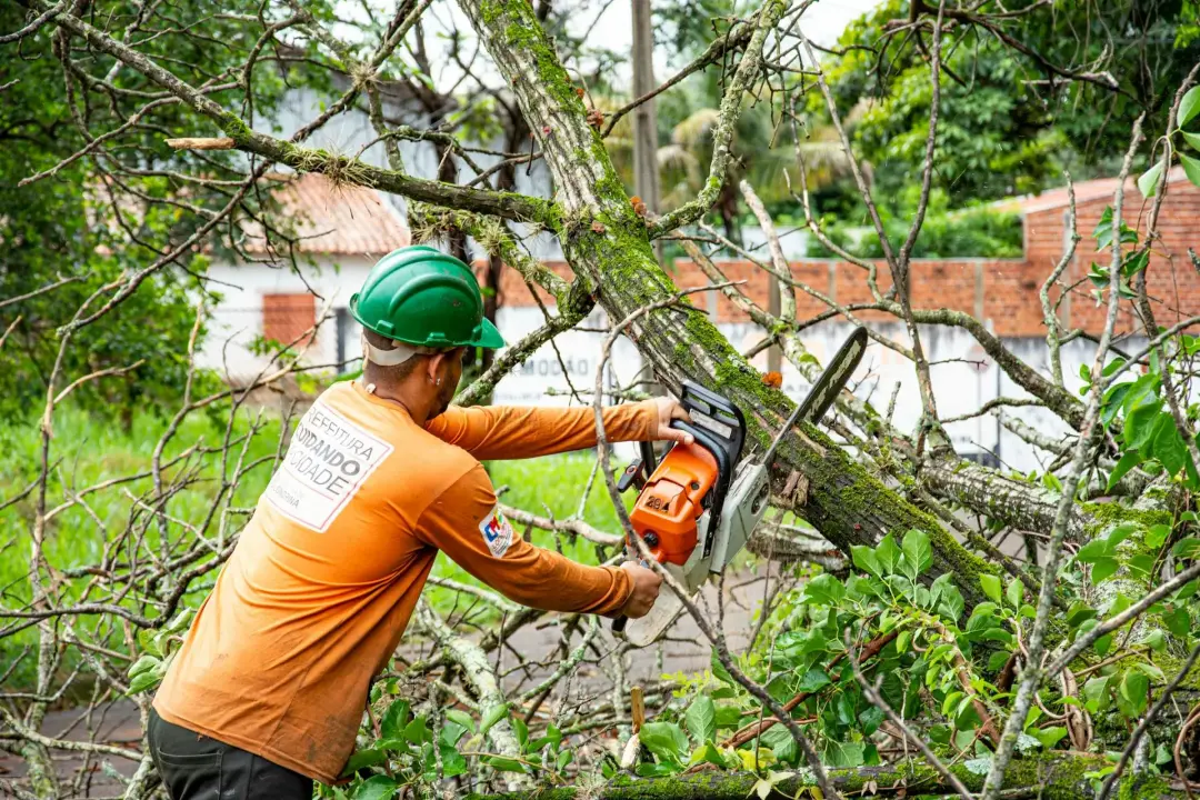 WHEN TREE REMOVAL MAY BE NECESSARY