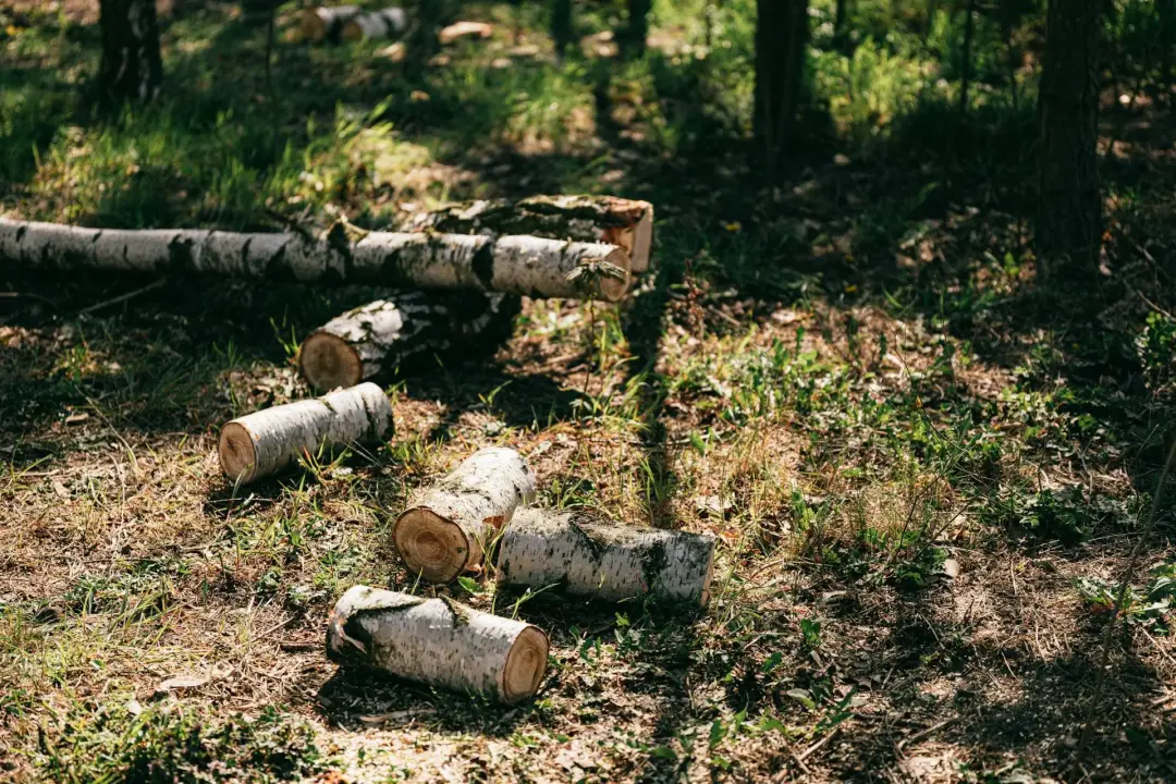 Clearing Tree Waste - Factors Affect The Price of Tree Removal 