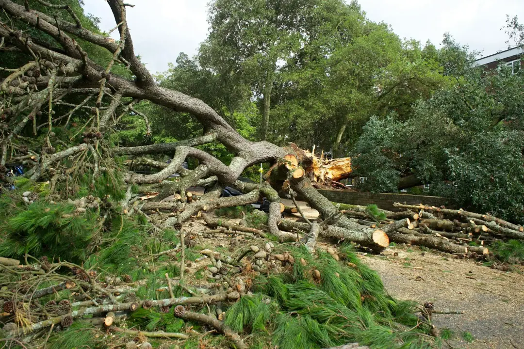 Tree Removal - Factors Affect The Price of Tree Removal 