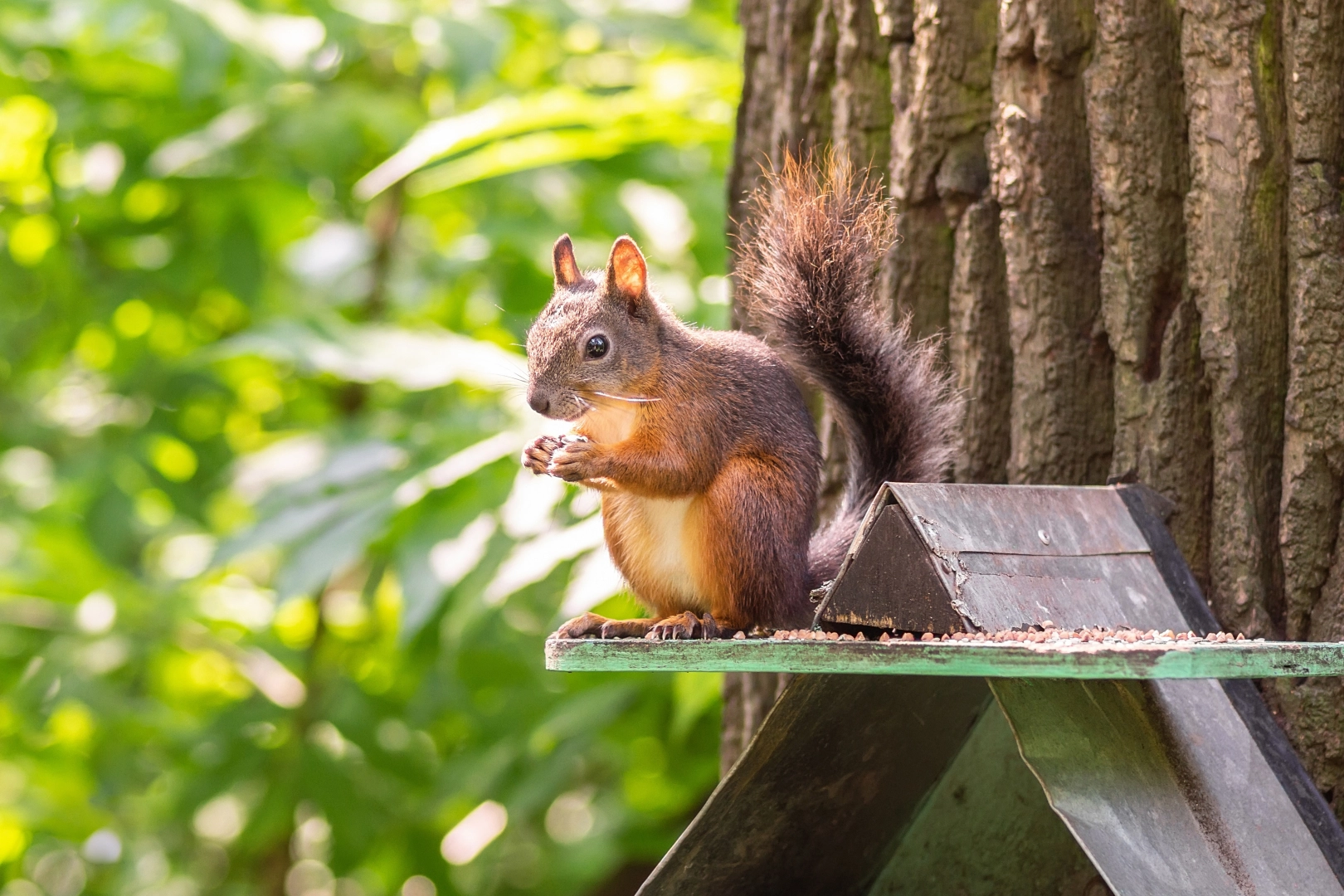 Timber Extraction for Protecting Wildlife and Natural Habitats