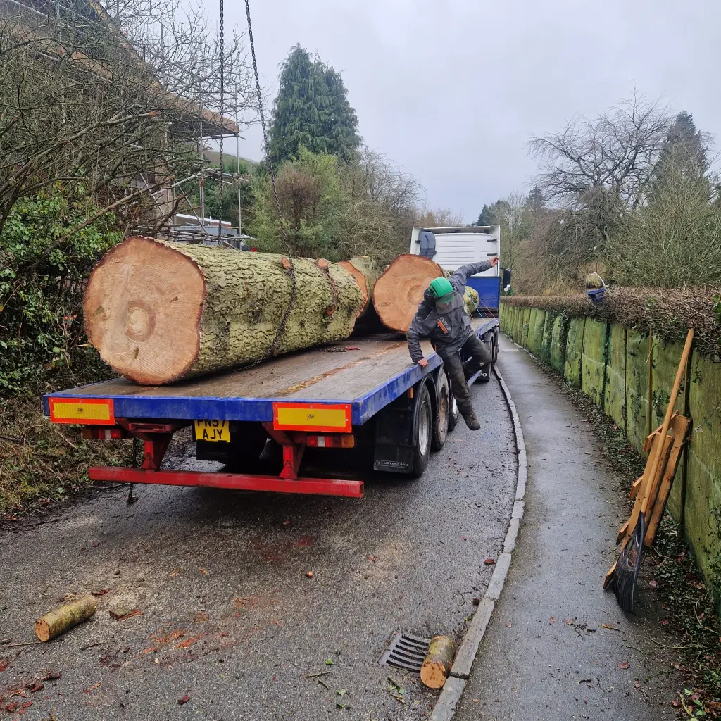 Emergency Tree Surgery