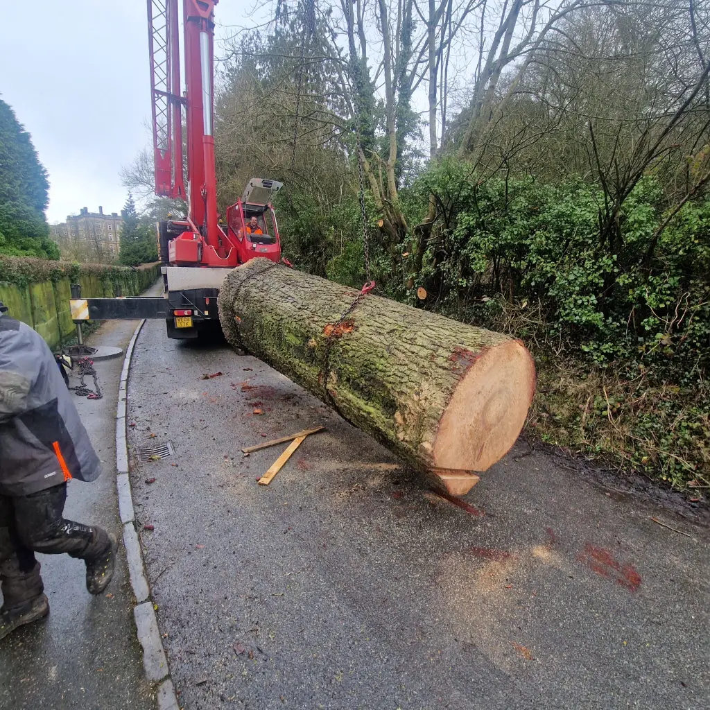 Alvechurch Tree Felling Services