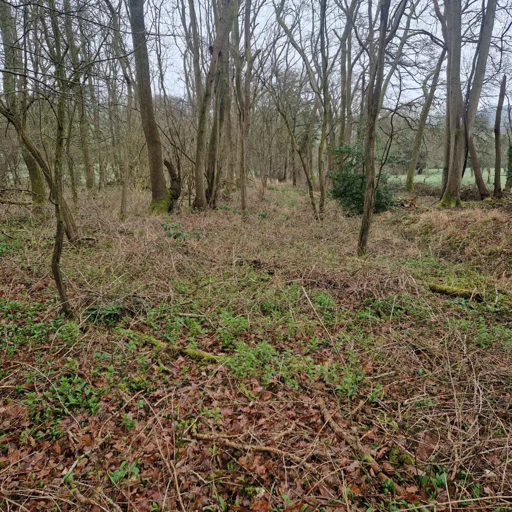 Woodland Contracting Services Malvern, Ledbury, Worcester 